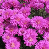 Astra jehly s unikátními květy: rostoucí tajemství + fotografie